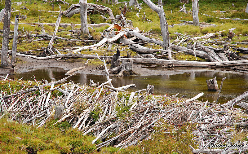 File:Beaver dams.jpg