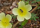 Bee (Id ?) on Devil's Thorn flower (Tribulus terrestris) (11884336176).jpg