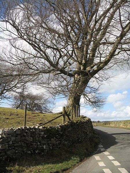 File:Beech tree beside hill road - geograph.org.uk - 956509.jpg