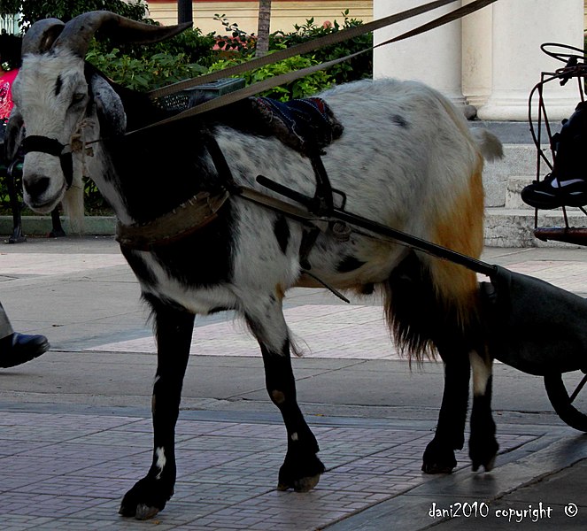 File:Beeebeee ^^^ - La cabra con indumentaria hípica, preparada para hacer felices a los niños en su carromato - panoramio.jpg