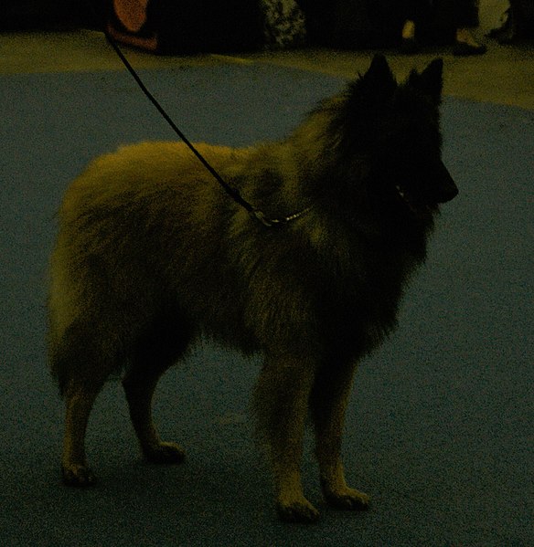 File:Belgian Tervueren Shepherd.jpg