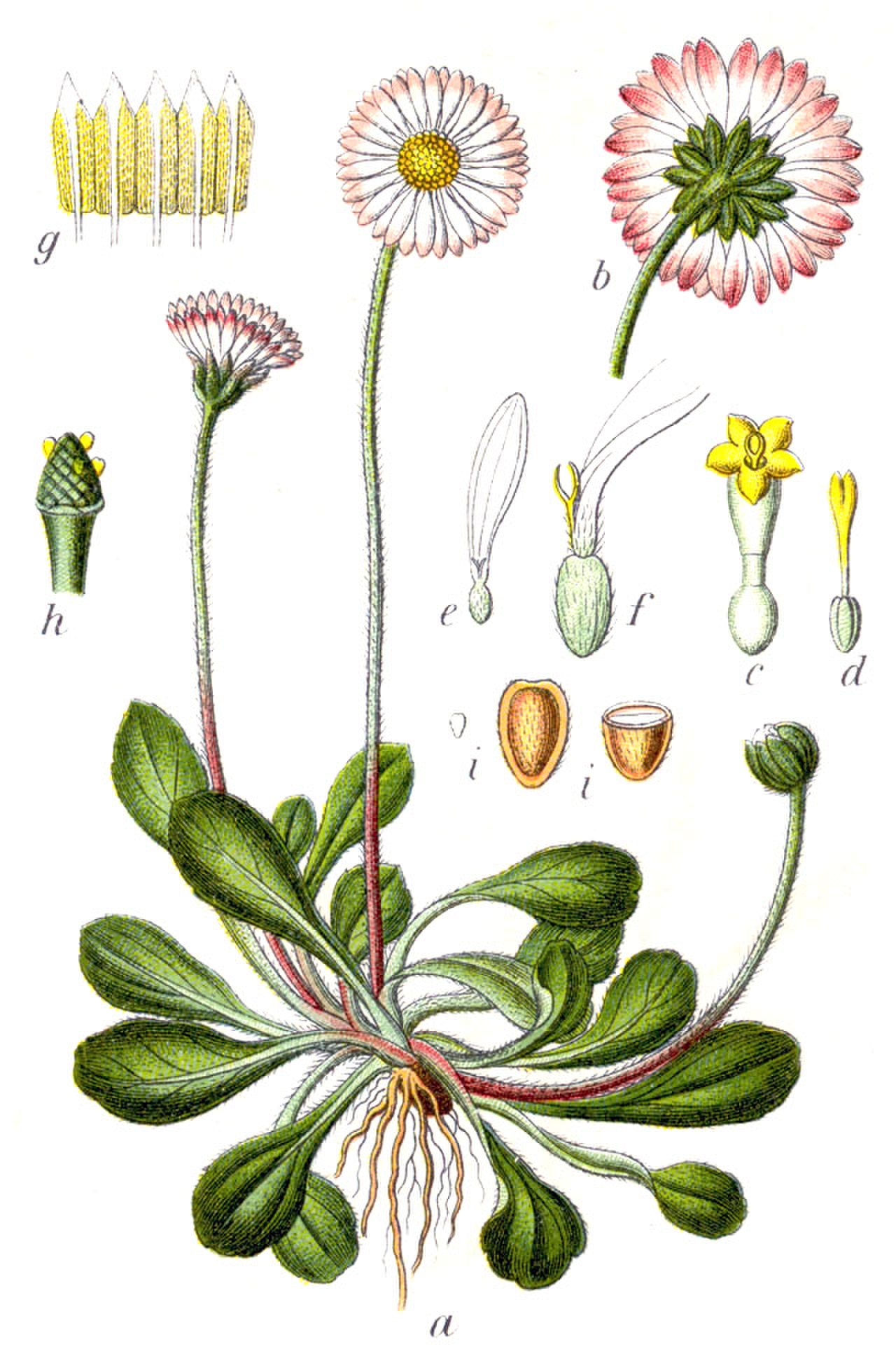 Маргаритка Bellis perennis Дикая