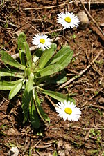 Vignette pour Bellis sylvestris