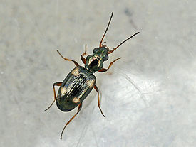 Bembidion quadrimaculatum