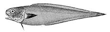 Benthocomètes robustus.jpg