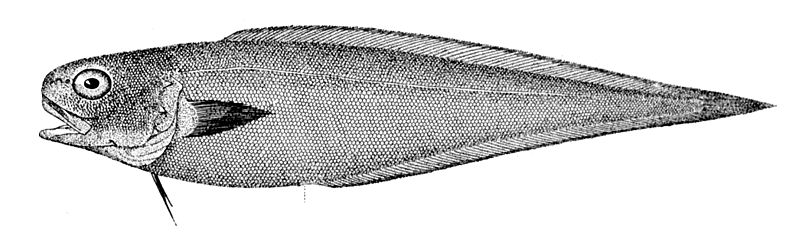 File:Benthocometes robustus.jpg