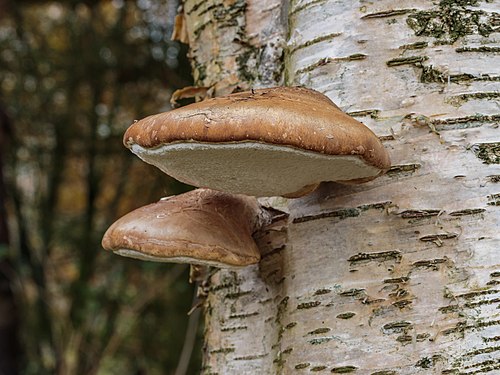 Березы и грибы трутовики взаимоотношение. Piptoporus betulinus. Трутовик берёзовый. Гриб на Березе. Трутовик на Березе.