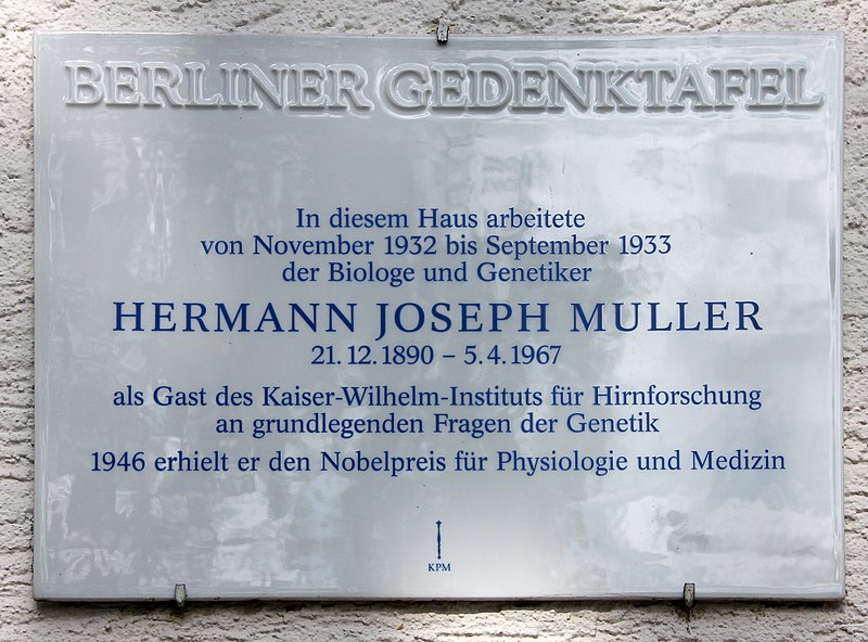 File:Berliner Gedenktafel Robert-Rössle-Str 10 (Buch) Hermann Joseph Muller.jpg