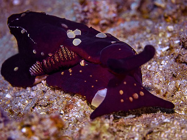 Berthella martensi, a pleurobranch.