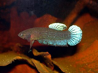 <i>Betta persephone</i> Species of fish
