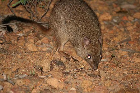 Bettongia penicillata