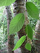 Betula alleghaniensis.