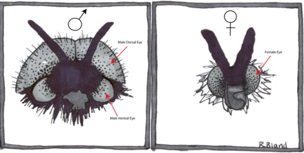 The sexual dimorphism in Bibionidae eyes is prominent, with the large dorsal eyes of the male (left) entirely absent in the female (right) BibionidaeEyes.png