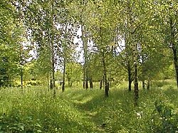 Skyline of Berezdiv