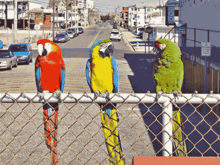 Simulated VGA 640 x 480 16 color image Birds VGA16.png