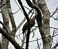 Black-cheeked Woodpecker Melanerpes pucherani (41953495385).jpg