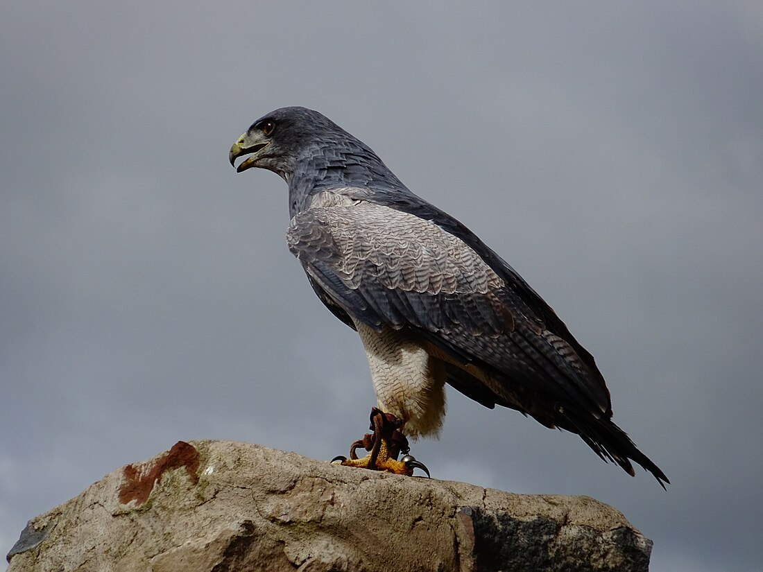 File:Black-chested buzzard-eagle.jpg