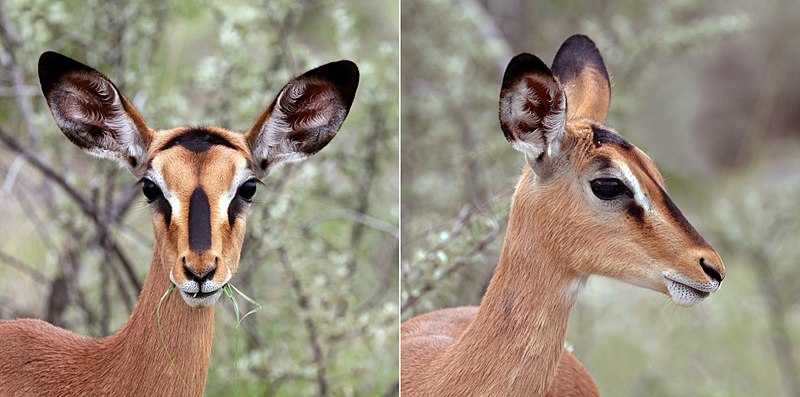 File:Black-faced impala (Aepyceros melampus petersi) female head composite.jpg