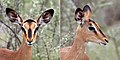 Black-faced impala (Aepyceros melampus petersi) female head composite.jpg