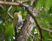 Black-headed woodpecker on tree Black-headed Woodpecker.jpg