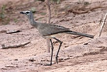 Hitam berkaki Seriema (Chunga burmeisteri).jpg