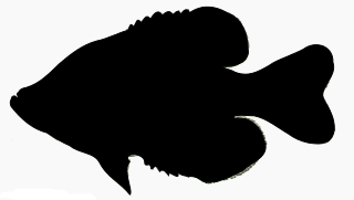 Download File:Black Crappie silhouette.svg - Wikimedia Commons