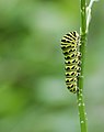 * Nomination Black Swallowtail Caterpillar Ram-Man 13:39, 14 November 2014 (UTC) * Promotion Good quality. --Jkadavoor 14:25, 14 November 2014 (UTC)