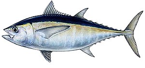 Blackfin tunfisk (Thunnus atlanticus)