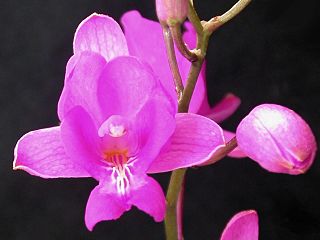 <span class="mw-page-title-main">Epidendreae</span> Tribe of orchids