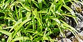* Nomination Bletilla striata in La Jaysinia Botanical Garden in Samoëns, Haute-Savoie, France. --Tournasol7 07:08, 7 February 2021 (UTC) * Promotion  Support Good quality. --XRay 09:49, 7 February 2021 (UTC)
