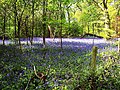 Bluebells at Saltwells Wood - geograph.org.uk - 1082174.jpg