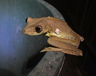 Upper Orinoco tree frog Species of amphibian