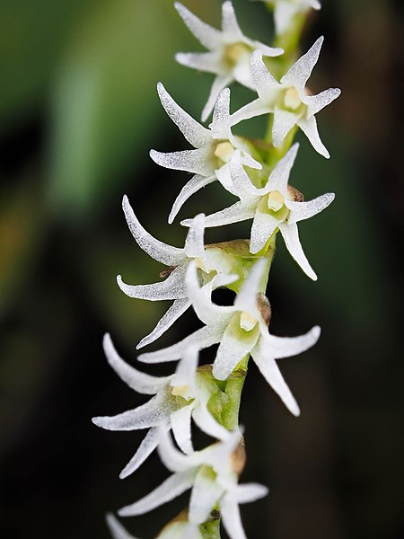 File:Bolusiella maudiae (inflorescence, front).jpg