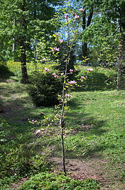 Kolorowe zdjęcie ścieżki wyłożonej trawnikami, krzewami i drzewami, z kwitnącym krzewem na pierwszym planie