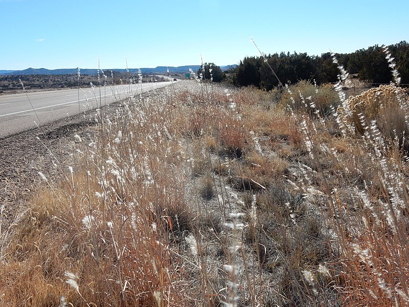 File:Bothriochloa laguroides ssp. torreyana - silver beardgrass - Flickr - Matt Lavin (1).jpg