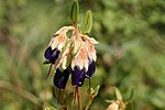 Miniatura para Brachyotum strigosum