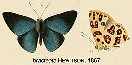 Anteros bracteata