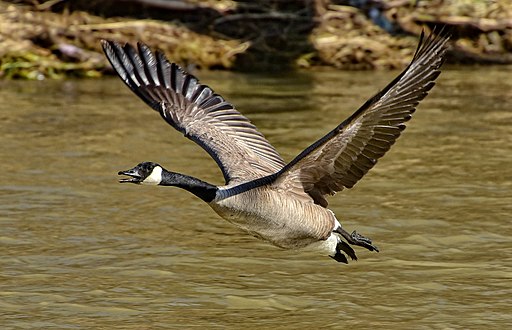 Branta canadensis Lambton Woods flight5