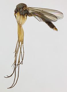 <i>Brevicornu foliatum</i> Species of fly