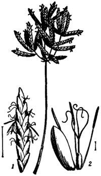 Britannica Cyperaceae Cyperus longus.png
