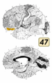 ブロードマンの脳地図における47野