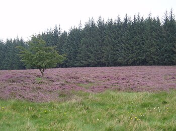 Bruyère au plateau de Millevaches.