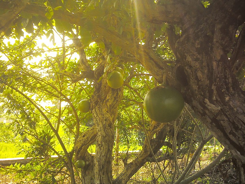 File:Buah Maja di Berkoh (Purwokerto).jpg