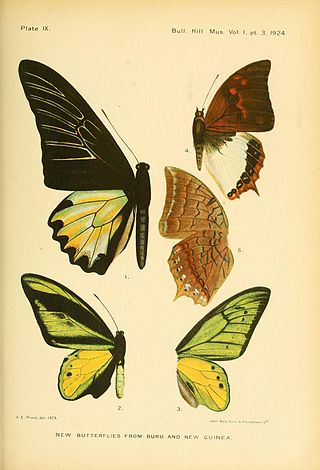 <i>Troides prattorum</i> Species of butterfly