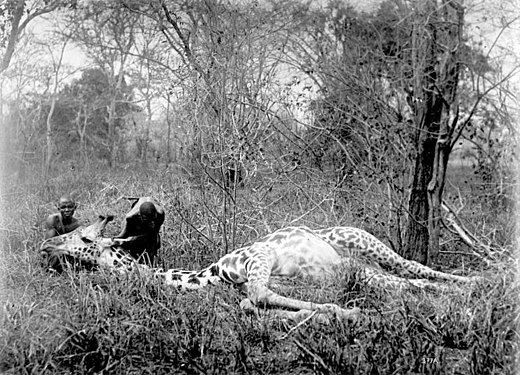 Giraffe gedood door stamleden aan het begin van de 20ste eeuw
