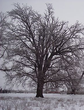 Bur Oak Winter Form.jpg