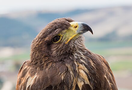 Exemplar of a golden eagle (Aquila chrysaetos) captive in Arcos de la Frontera, province of Cádiz, Spain.