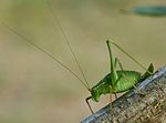 Thumbnail for File:Bush-cricket 02 (MK).JPG