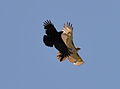 Buteo jamaicensis Corvus brachyrhynchos Toronto1.jpg