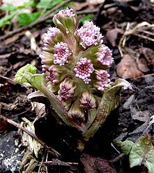 People in Bree often had botanical names; Barliman Butterbur is named for the butterbur, Petasites hybridus, a large stout herb of Northwestern Europe[T 4]